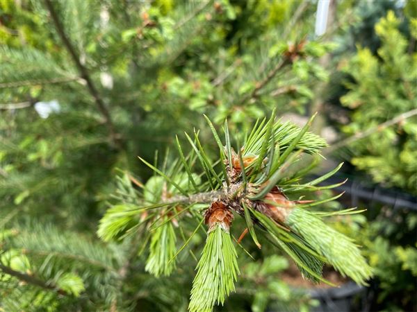 Douglaska tisolistá