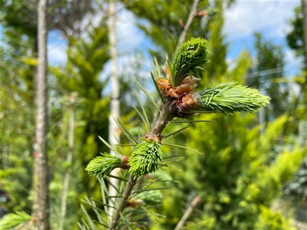 Douglaska tisolistá