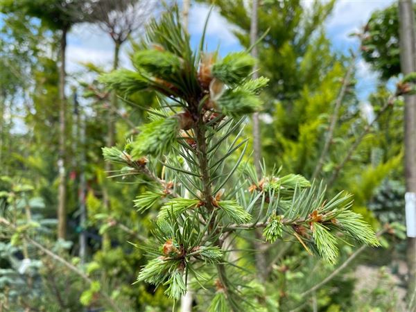 Douglaska tisolistá