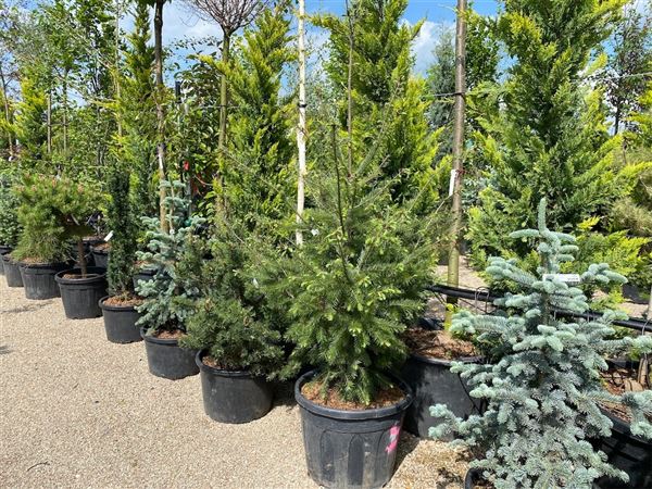 Douglaska tisolistá