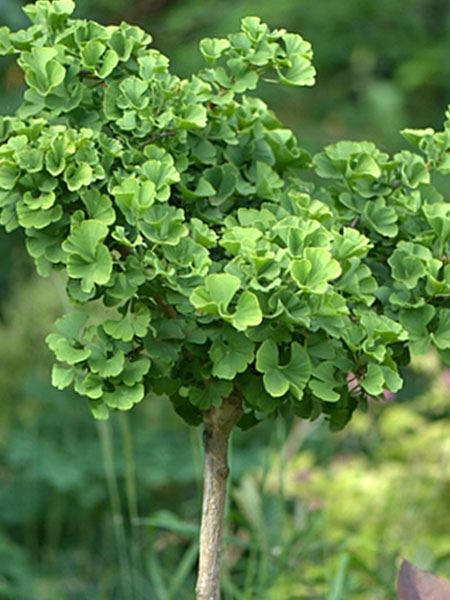 Jinan dvoulaločný