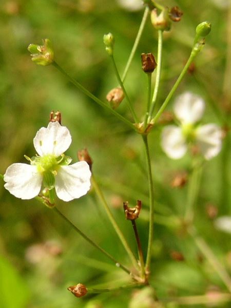 žabník jitrocelový
