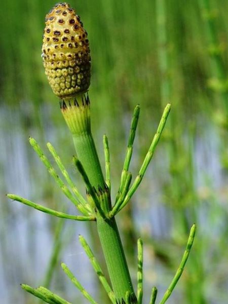 přeslička poříční