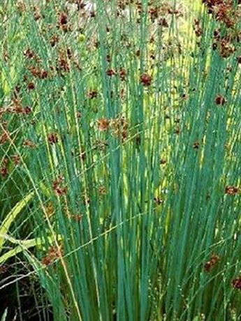 sítina sivá 'Glaucus'