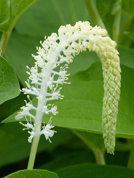 ještěrkovec nící