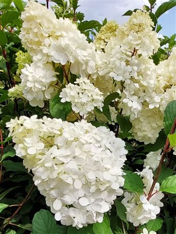 Hortenzie latnatá 'Grandiflora'