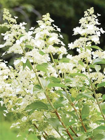 Hortenzie latnatá 'Kyushu'