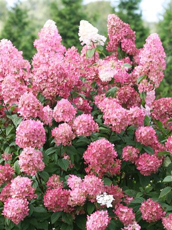 Hortenzie latnatá 'Pink Diamond'