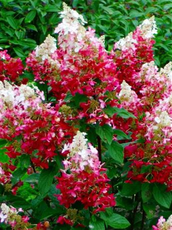 Hortenzie latnatá 'Pinky Winky'