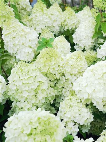 Hortenzie latnatá 'Polar Bear'