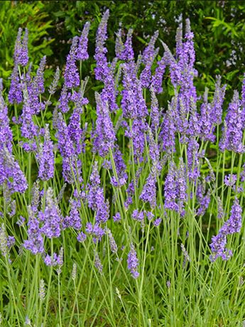 levandule úzkolistá 'Provence'