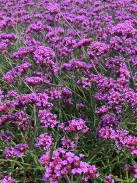 sporýš argentinský 