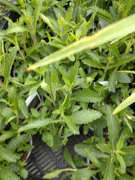 sporýš argentinský 