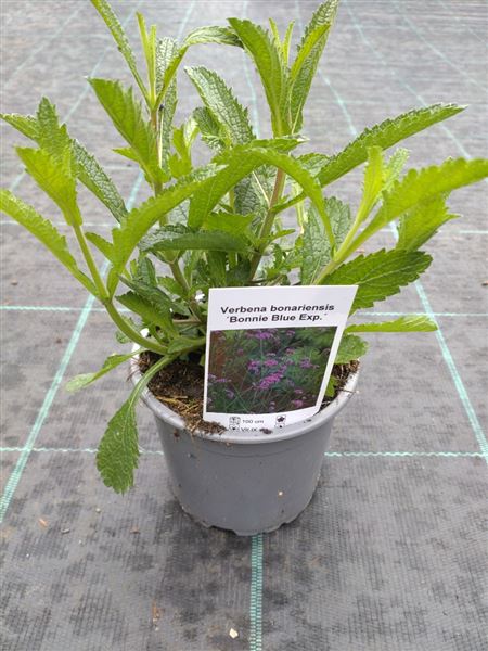 sporýš argentinský 