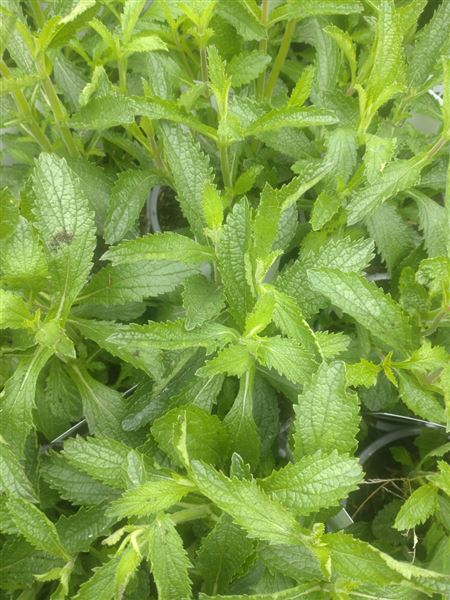 sporýš argentinský 