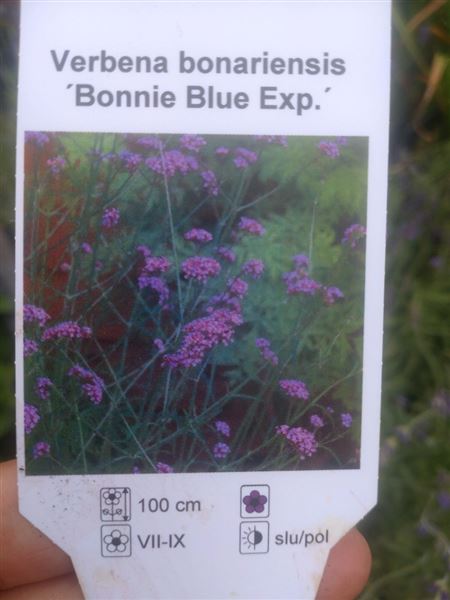 sporýš argentinský 