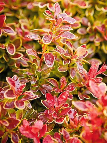 Dřišťál Thunbergův 