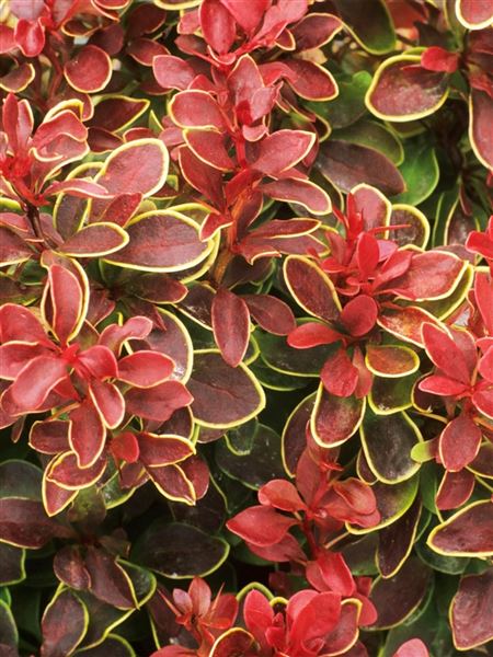 Dřišťál Thunbergův 