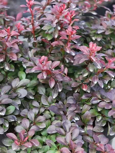 Dřišťál Thunbergův 