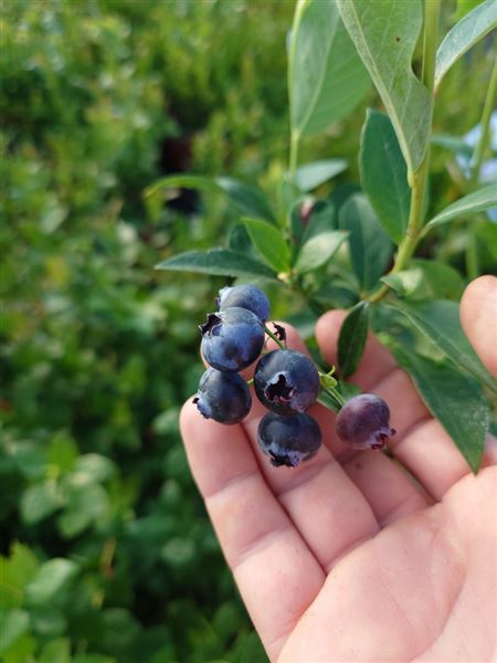 Brusnice chocholičnatá 