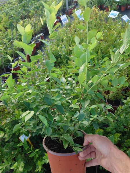 Brusnice chocholičnatá 