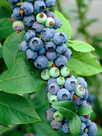 brusnice chocholičnatá 'Earliblue'