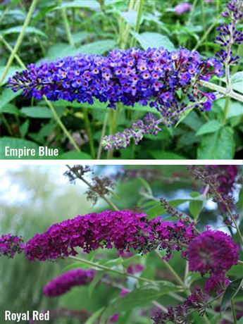 komule Davidova 'Empire Blue' & 'Royal Red'
