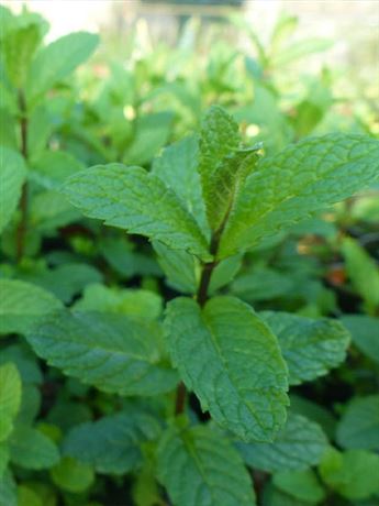 máta klasnatá 'Vert Mojito'