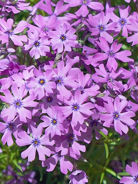 plaménka šídlovitá 