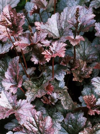 Dlužicha americká 'Palace Purple'