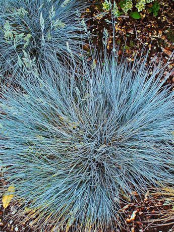 kostřava sivá 'Intense Blue'