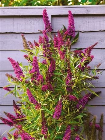 komule Davidova 'Butterfly Tower'