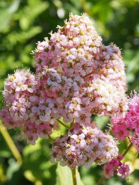 tavolník sanssouciský