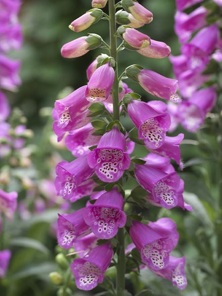 náprstník červený 