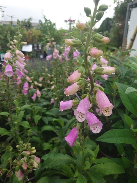 náprstník červený 