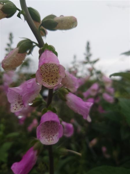 náprstník červený 