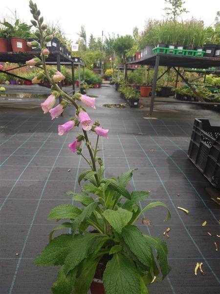 náprstník červený 