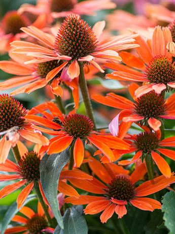 třapatka nachová 'Orange Pearl'