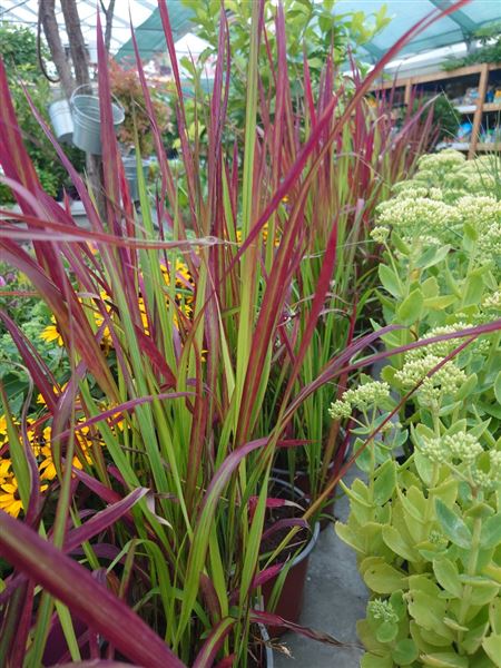 Imperáta válcovitá 