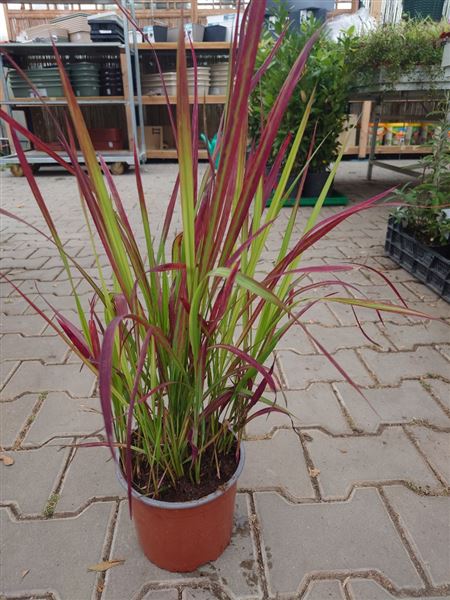 Imperáta válcovitá 