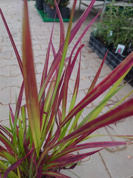 Imperáta válcovitá 