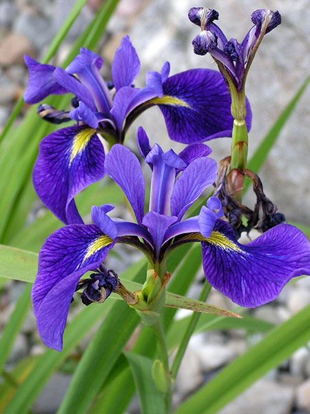 kosatec různobarevný