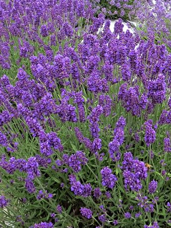 levandule lékařská 'Aromatico Blue'