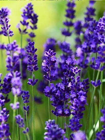 levandule lékařská 'Ellagance Purple'