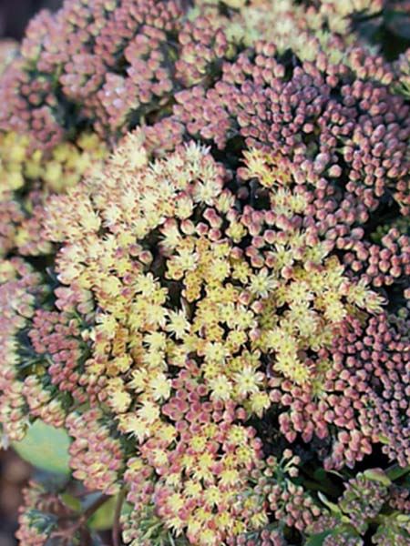 rozchodník nachový 