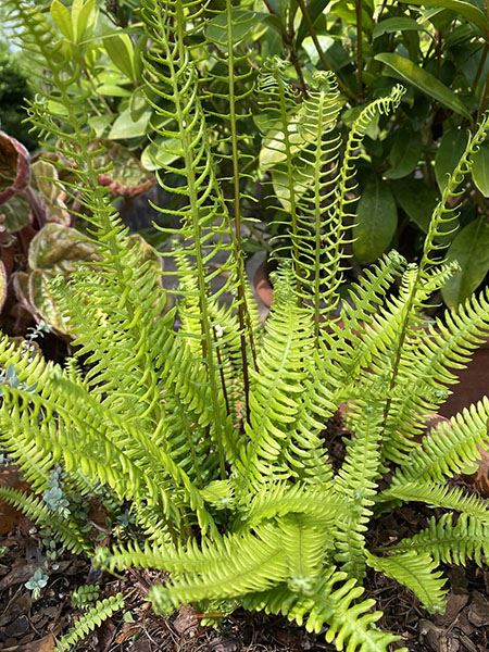 žebrovice různolistá