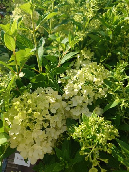 hortenzie latnatá 