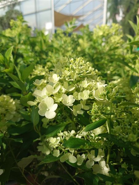 hortenzie latnatá 
