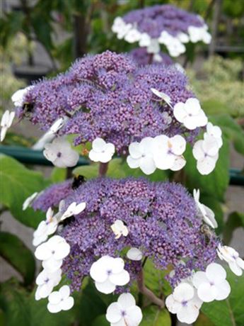 hortenzie drsná 'Macrophylla'