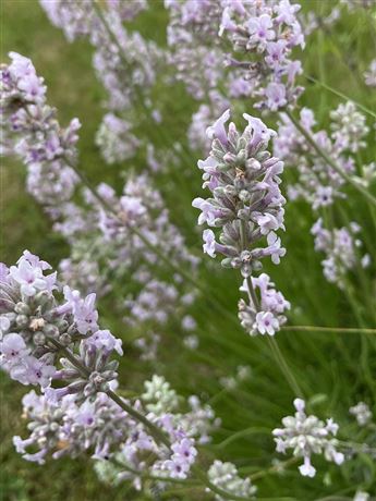 Levandule lékařská 'Rosea'